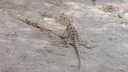 Image of Steppe Agama