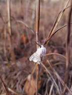 Image of Spilosoma dubia Walker 1855