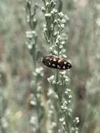 Image de Acmaeodera purshiae Fisher 1926