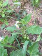 Image of hoe nightshade