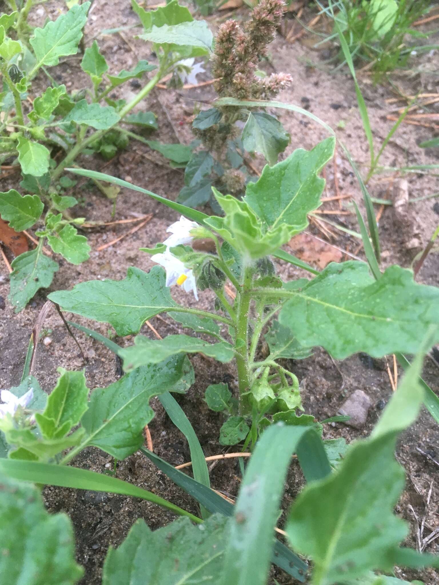 Image of hoe nightshade