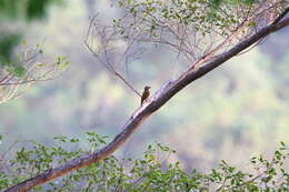 Image of Gray-crowned Woodpecker
