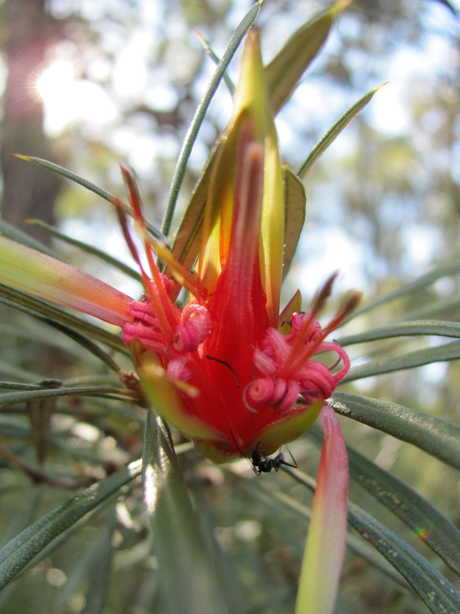 Image of Lambertia formosa Sm.