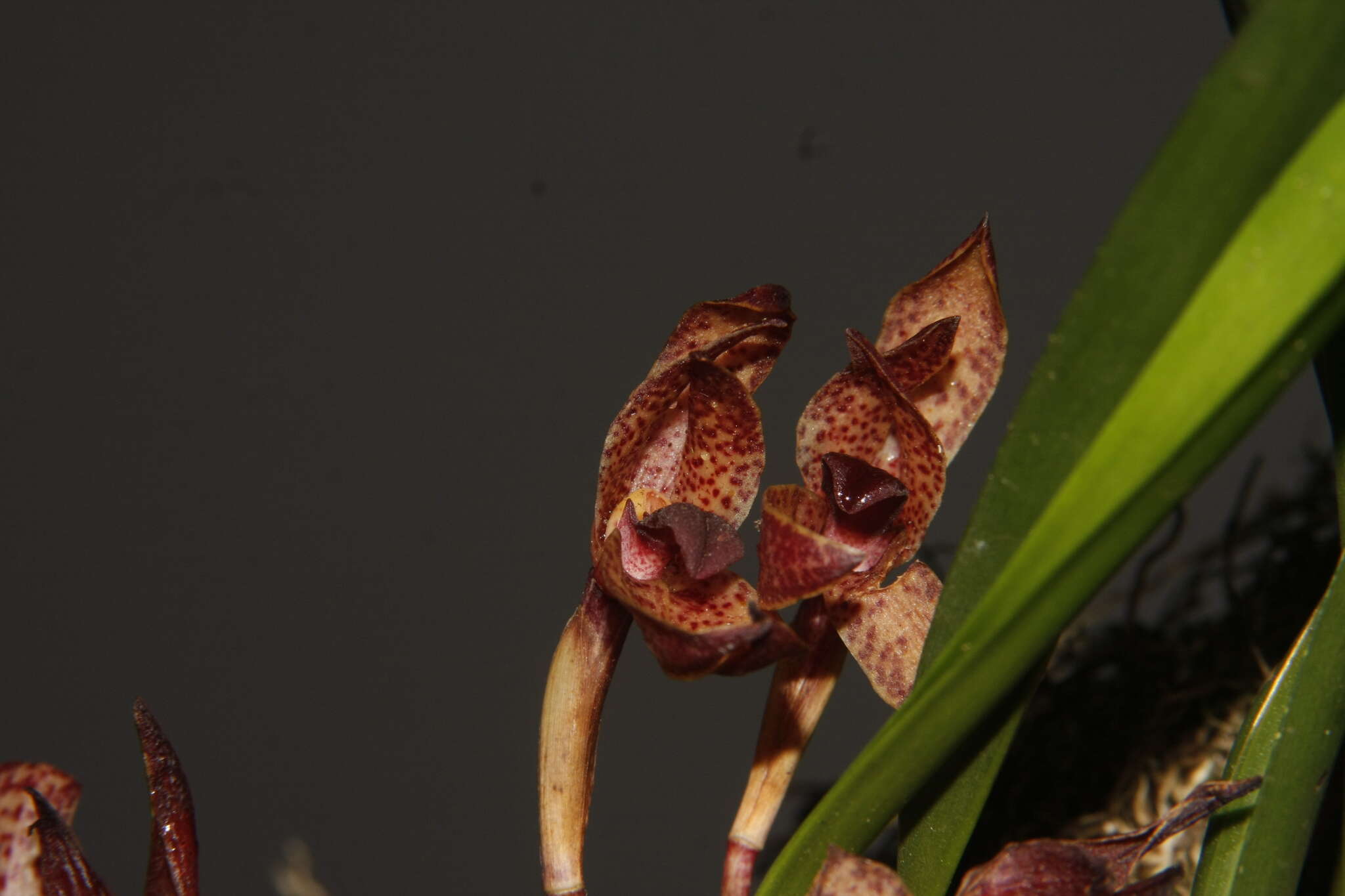 Image of Maxillaria meleagris Lindl.