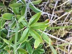 Image of Alpine Lady's-mantle