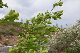 Image de Salix pyrolifolia Ledeb.