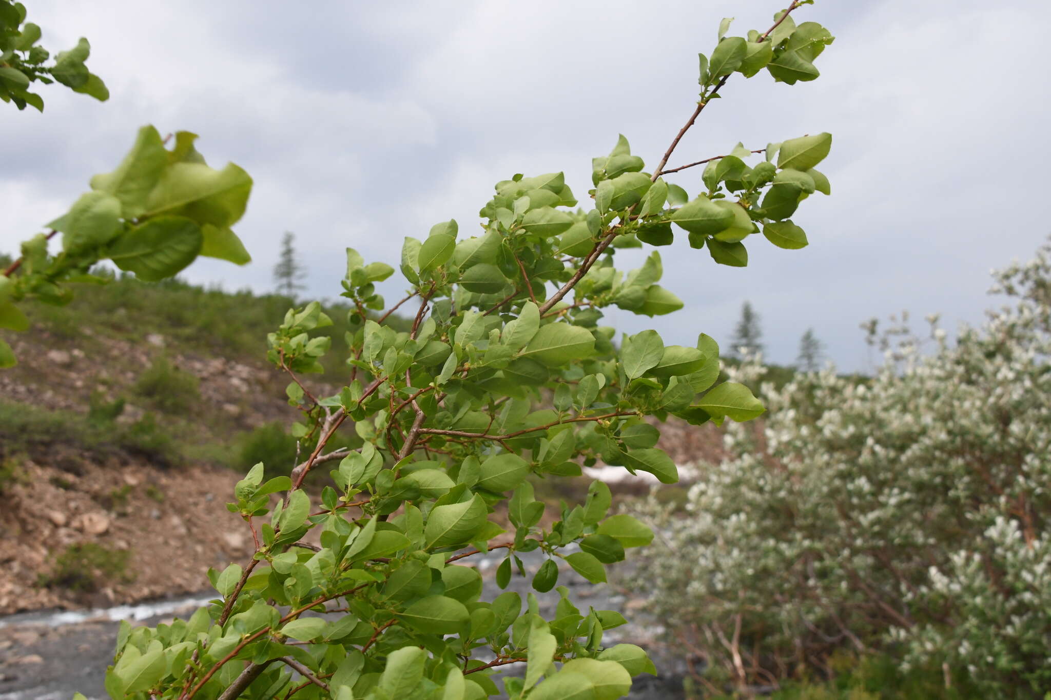 Image of Salix pyrolifolia Ledeb.