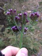 Image of Brazilian Vervain