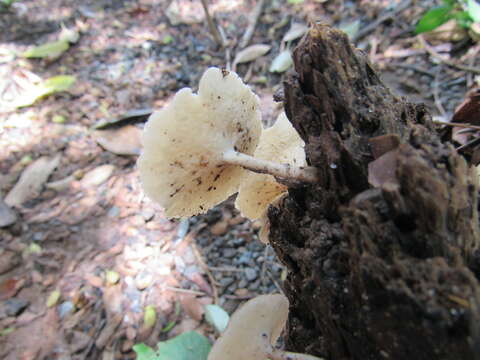 Image of Lentinus tricholoma (Mont.) Zmitr. 2010