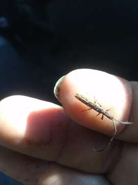Spalacopsis filum (Klug 1829)的图像