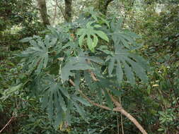 Image of Fatsia polycarpa Hayata