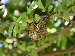 Image de Polistes cubensis Lepeletier 1836