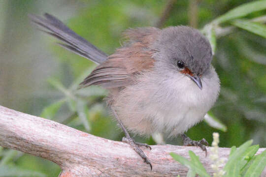 Image of Red-winged Fairy-wren