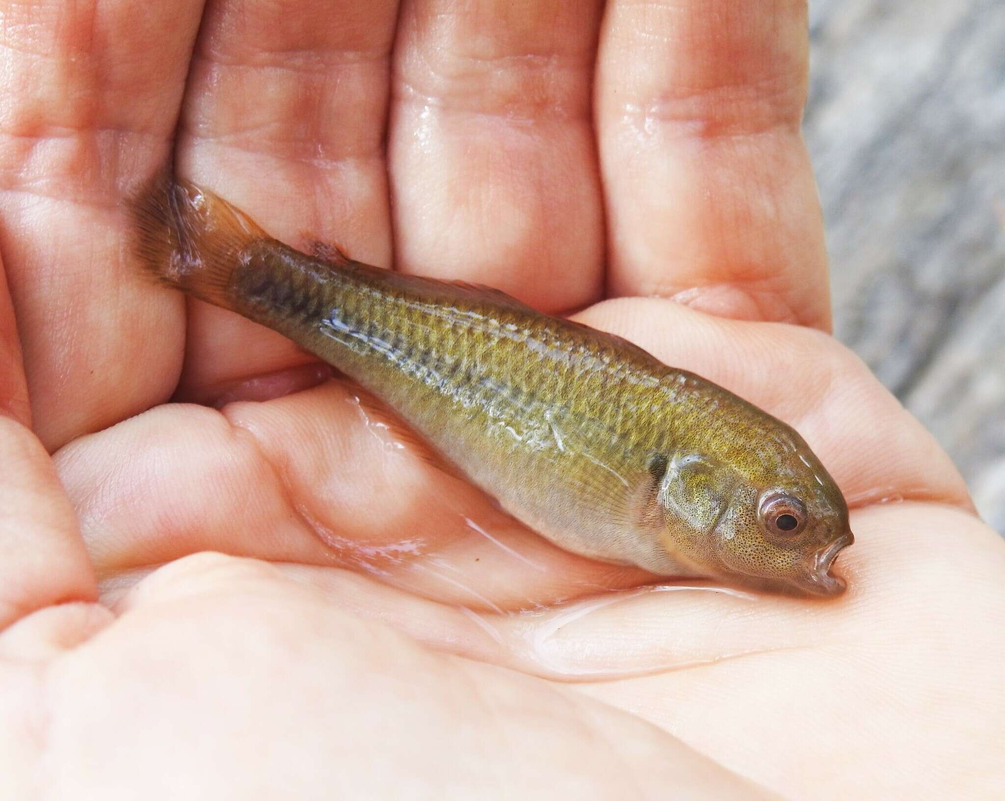 Image of Firetail gudgeon