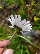 Слика од Leucanthemum atratum (L.) DC.