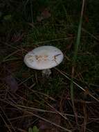 Image of False deathcap