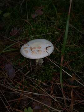 Image of Amanita citrina Pers. 1797