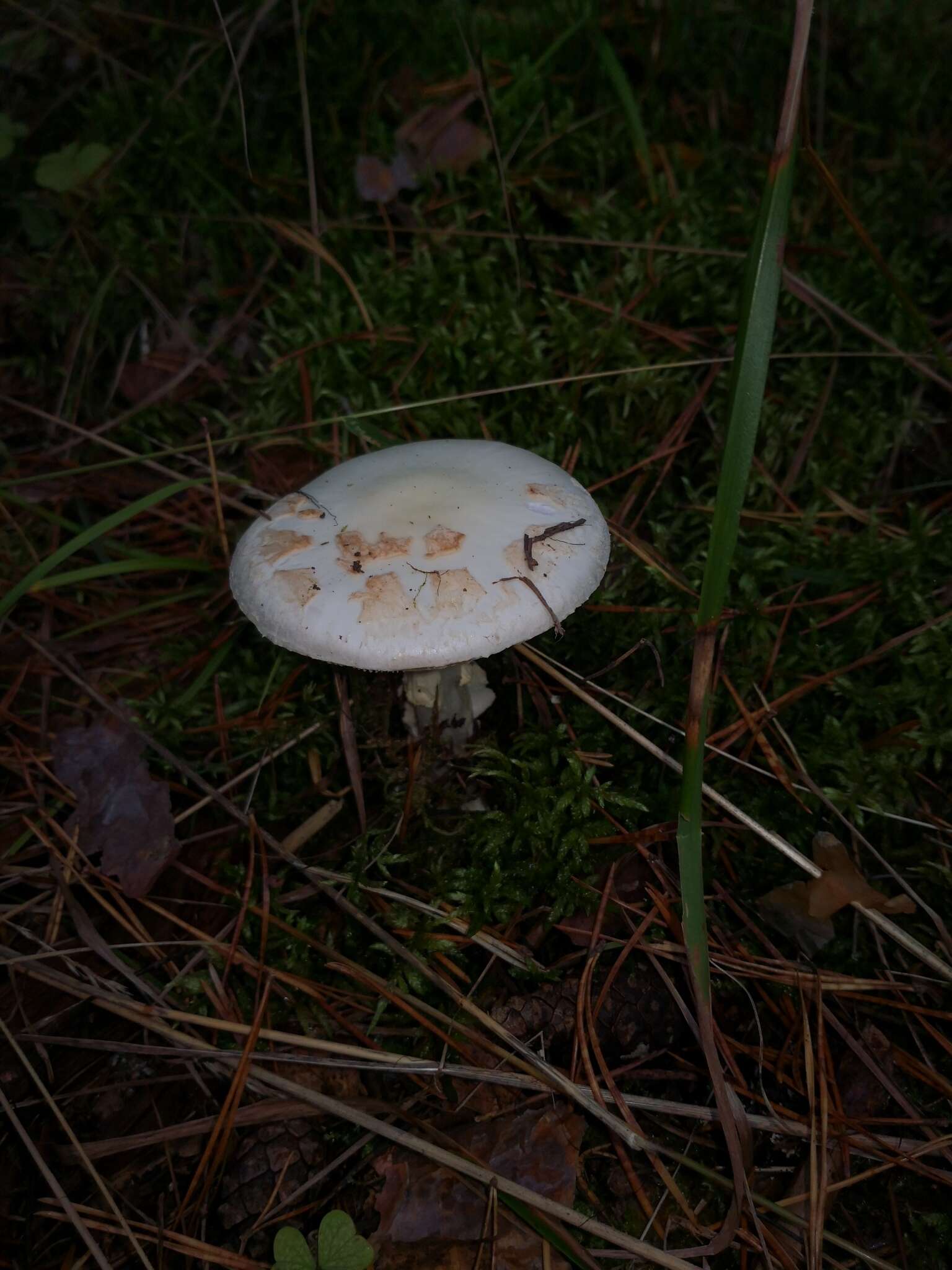 Image of False deathcap