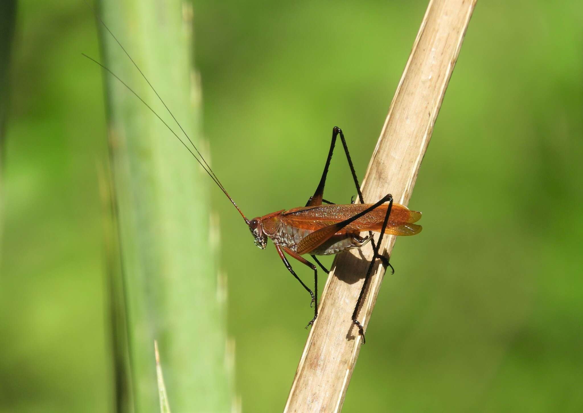 Theudoria melanocnemis (Stål 1861)的圖片