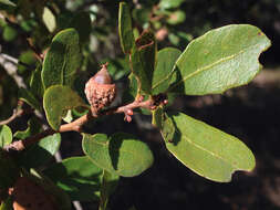 Image of Channel Island Scrub Oak