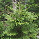 Image of Picea jezoensis subsp. hondoensis (Mayr) P. A. Schmidt