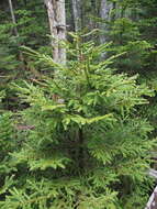 Image of Picea jezoensis subsp. hondoensis (Mayr) P. A. Schmidt