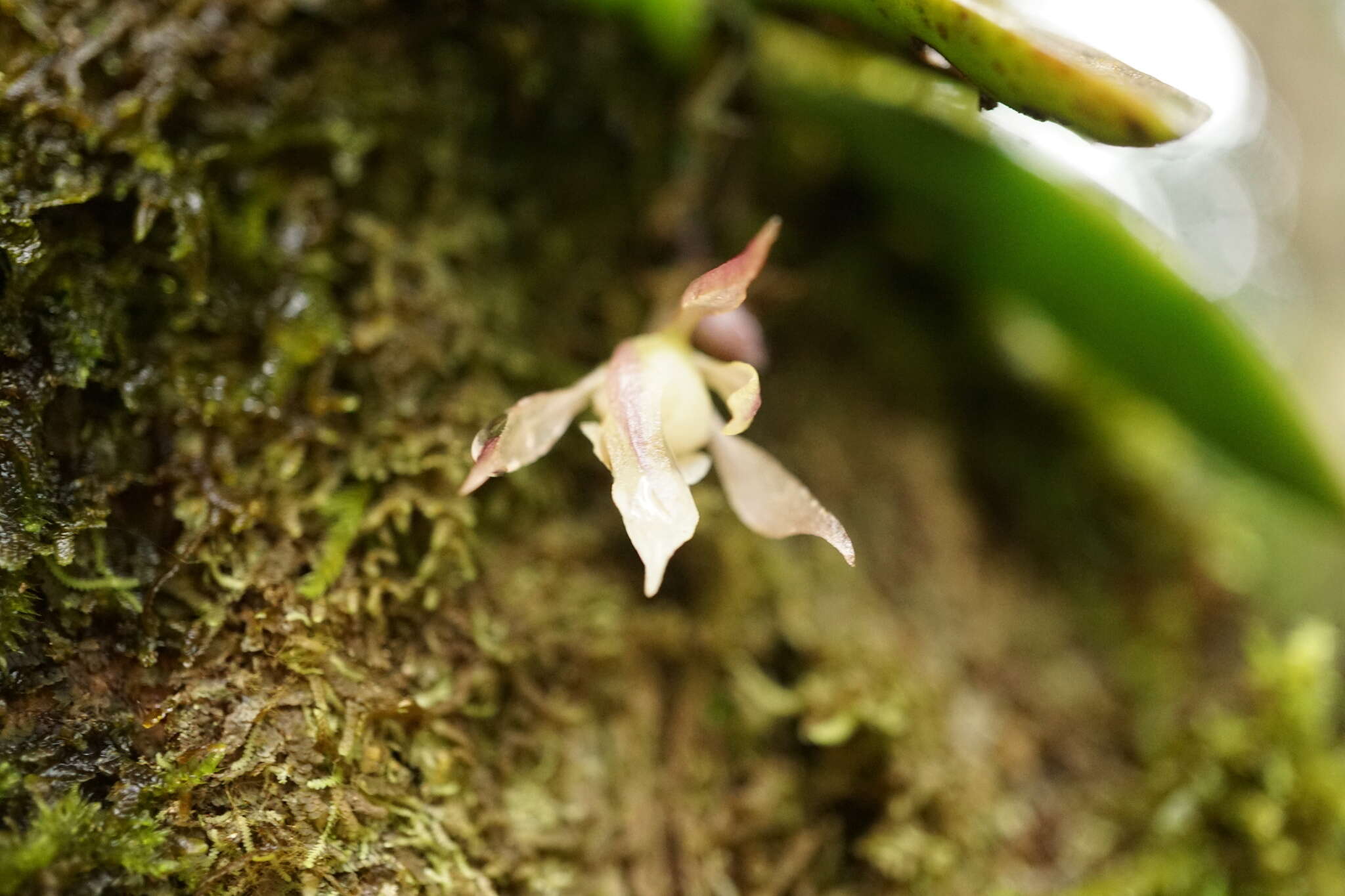 Image of Trichocentrum capistratum Linden & Rchb. fil.