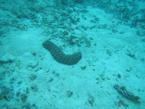 Image de Concombre de mer épineux