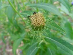 Imagem de Vernonia galamensis (Cass.) Less.