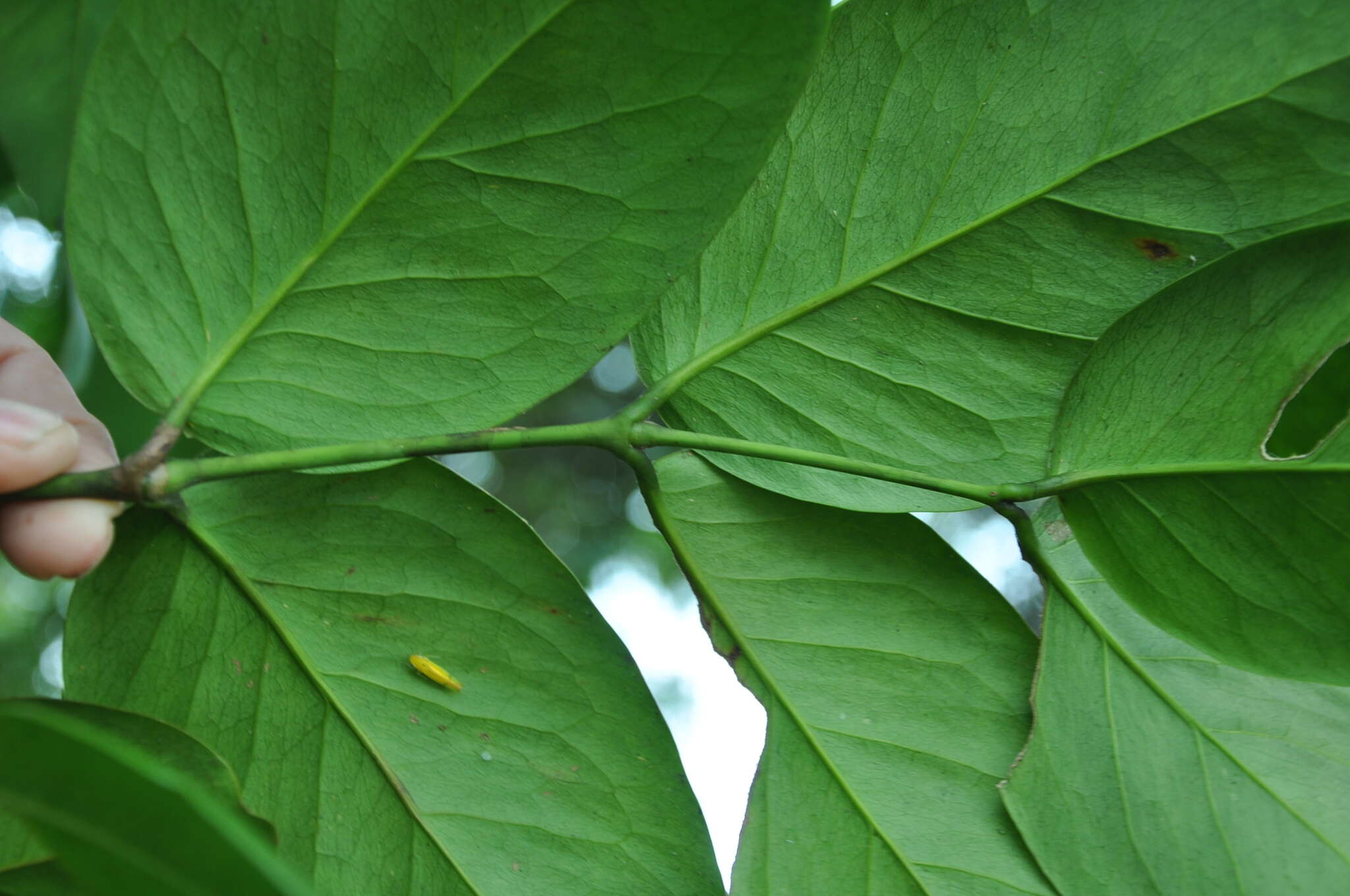 Image of Gnetum leyboldii Tul.