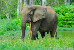 Image of African forest elephant