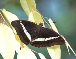 Image of Euthalia recta monilis Moore 1897