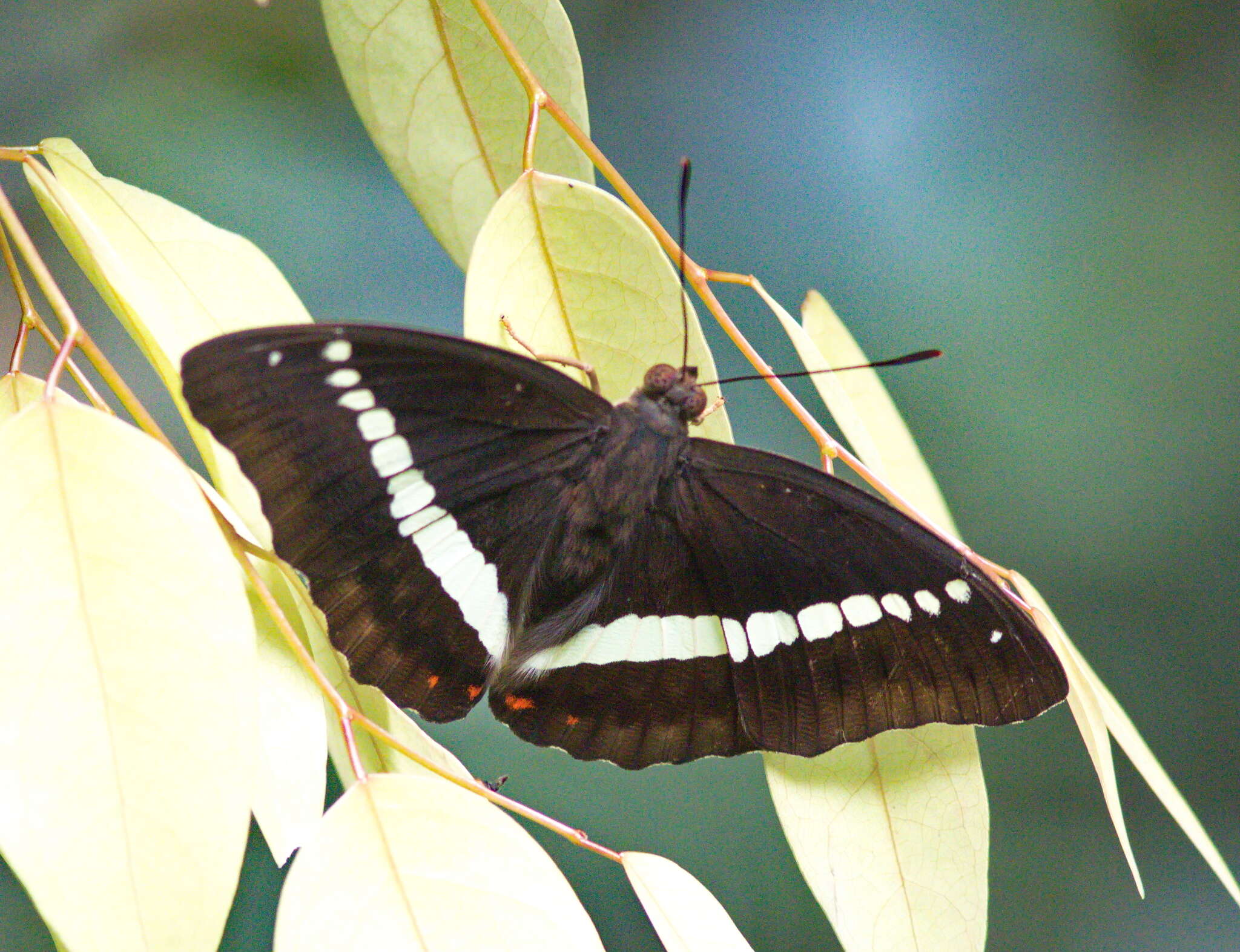 Image of Euthalia recta monilis Moore 1897