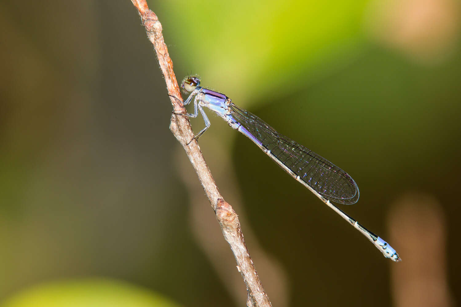 Image of Neotropical Bluet