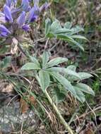 Image of Texas Plains Indian breadroot