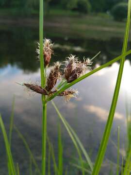 Imagem de Bolboschoenus planiculmis (F. Schmidt) T. V. Egorova