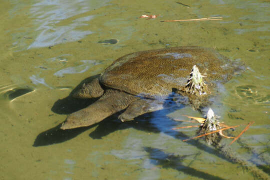 Image of Northern Chinese softshell turtle