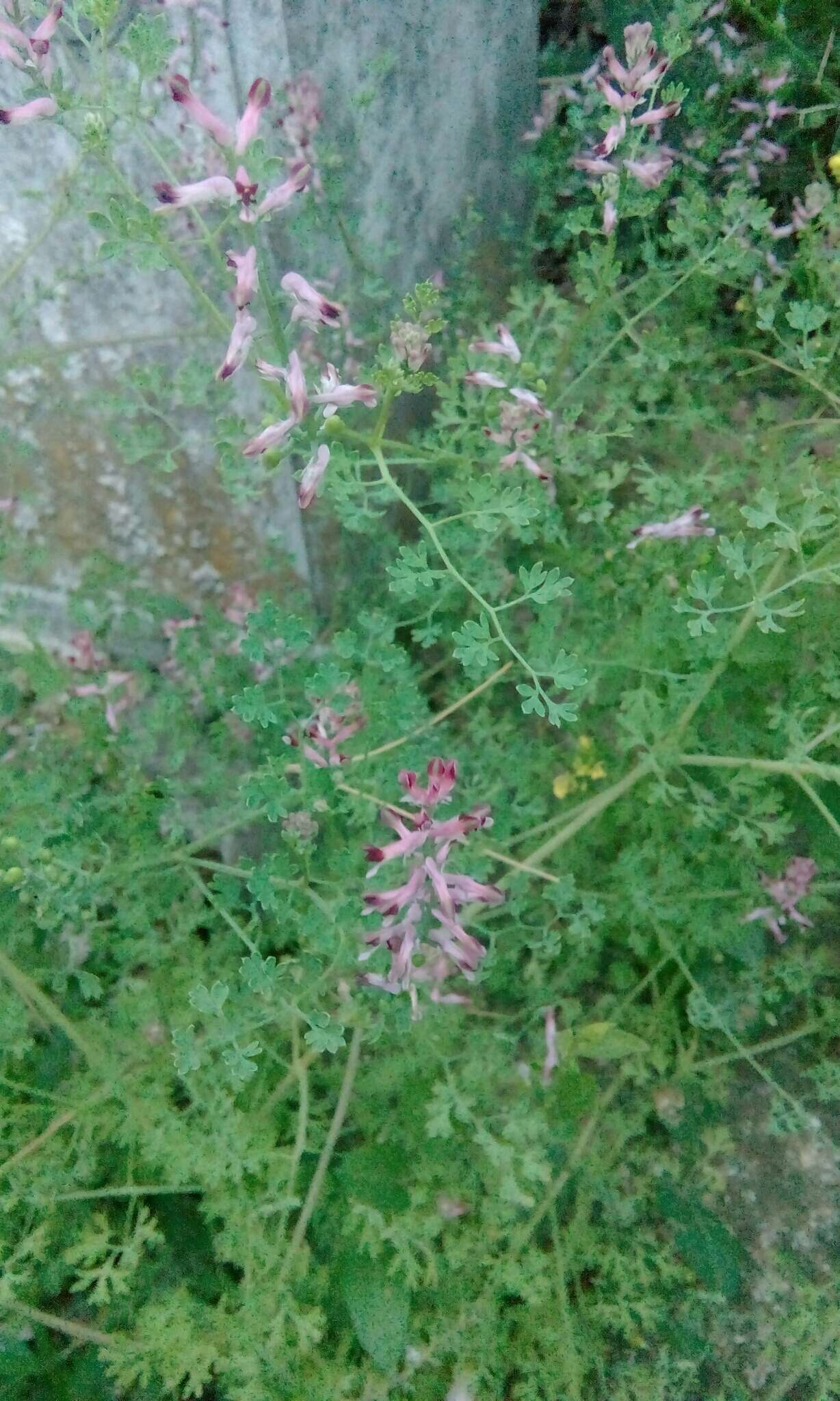 Image of Common Fumitory