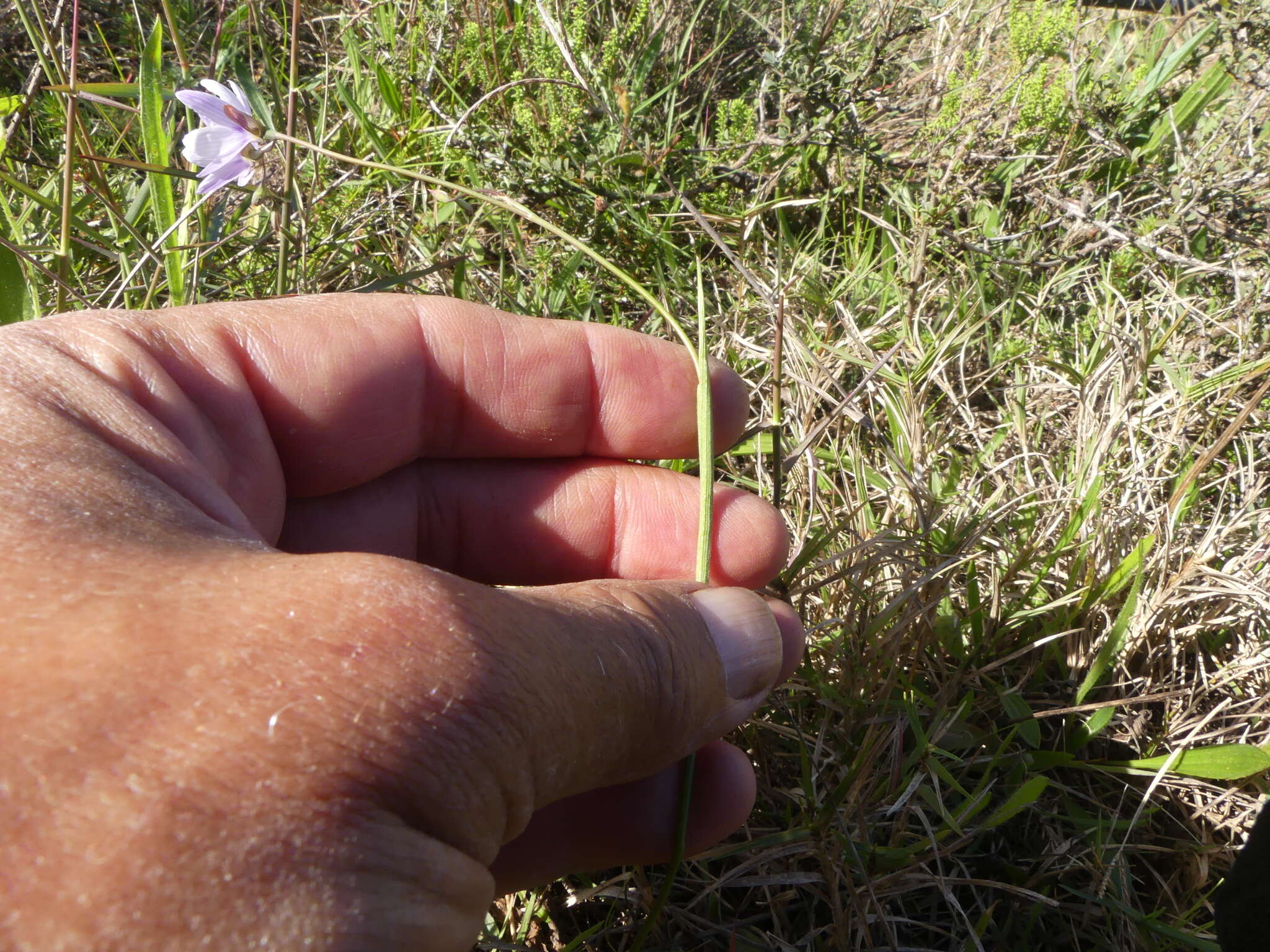 Image of Geissorhiza juncea (Link) A. Dietr.