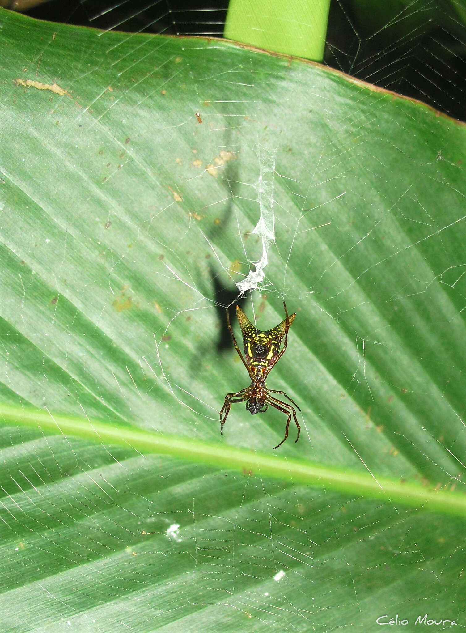 Image of Micrathena spinosa (Linnaeus 1758)