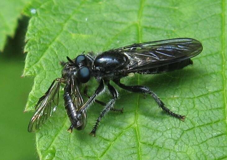 Image of Laphria canis Williston 1883