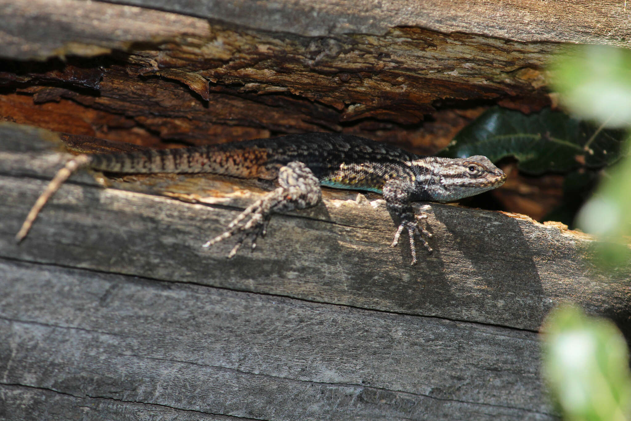 Image of Anahuacan Bunchgrass Lizard