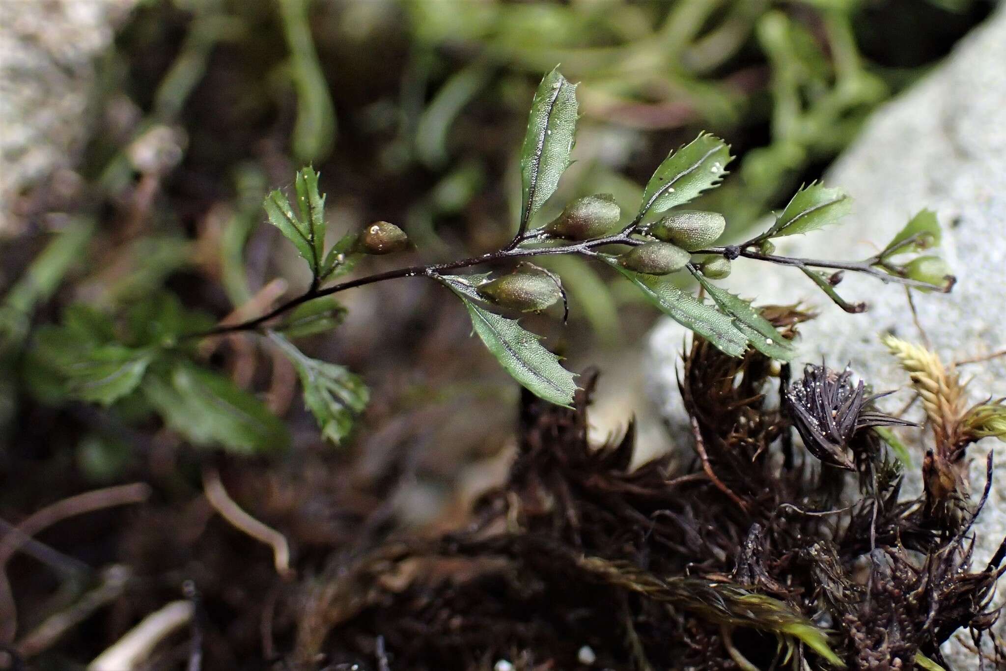 Image of Hymenophyllum falklandicum Bak.