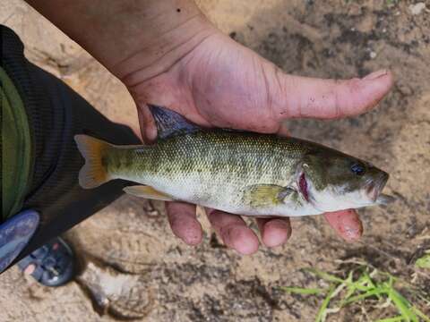 Image of Shoal bass