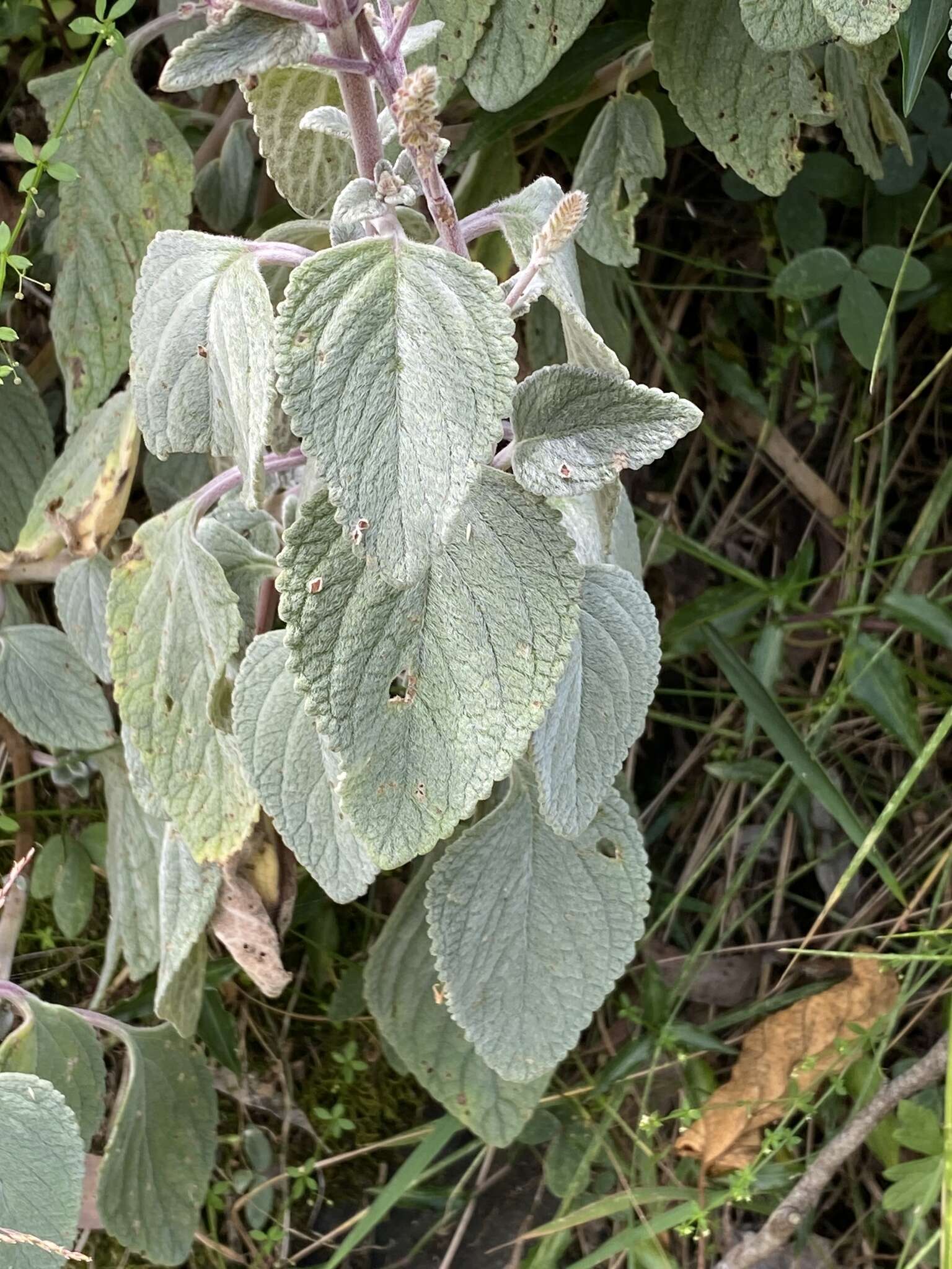 Image of <i>Coleus argentatus</i>