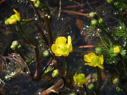 Image of yellow water buttercup