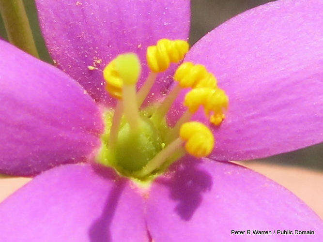 Image of Dwarf chironia