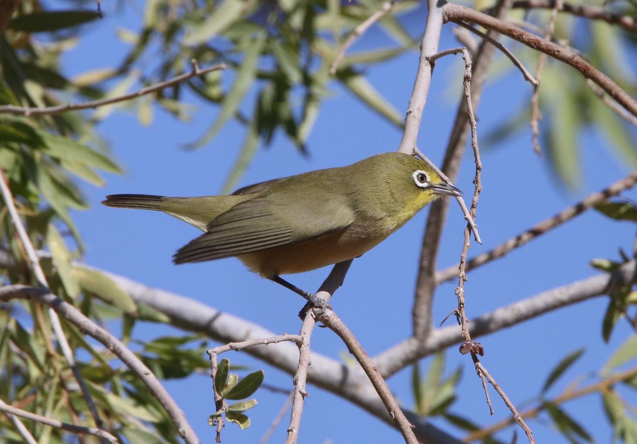 Imagem de Zosterops pallidus Swainson 1838