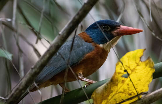 Image of Blue-headed Kingfisher