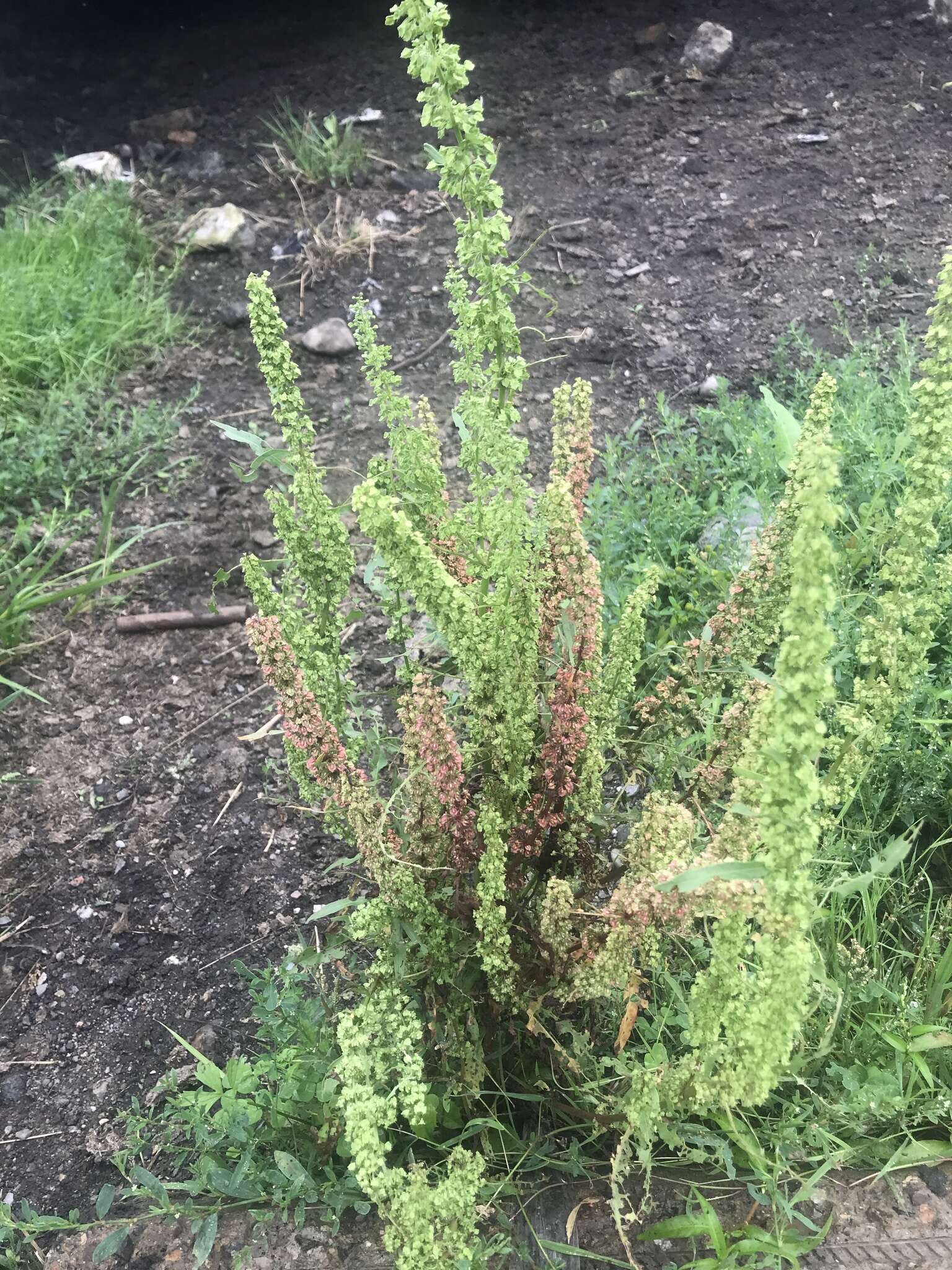 Rumex stenophyllus Ledeb. resmi